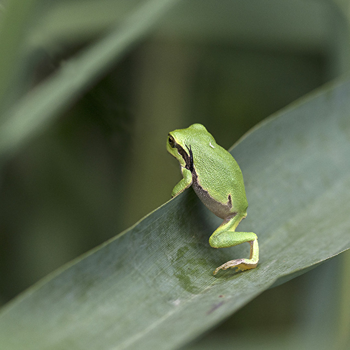 Mini Laubfrosch..