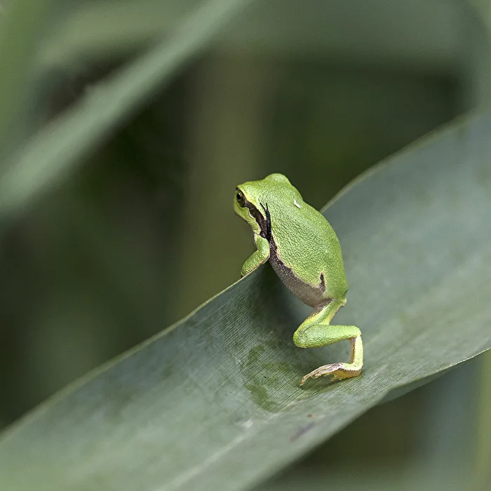 Mini Laubfrosch..