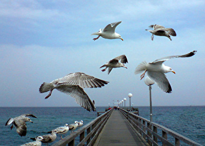 #Vögel  #Flugmoment