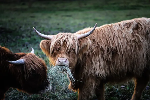 makkie´s Tierwelt