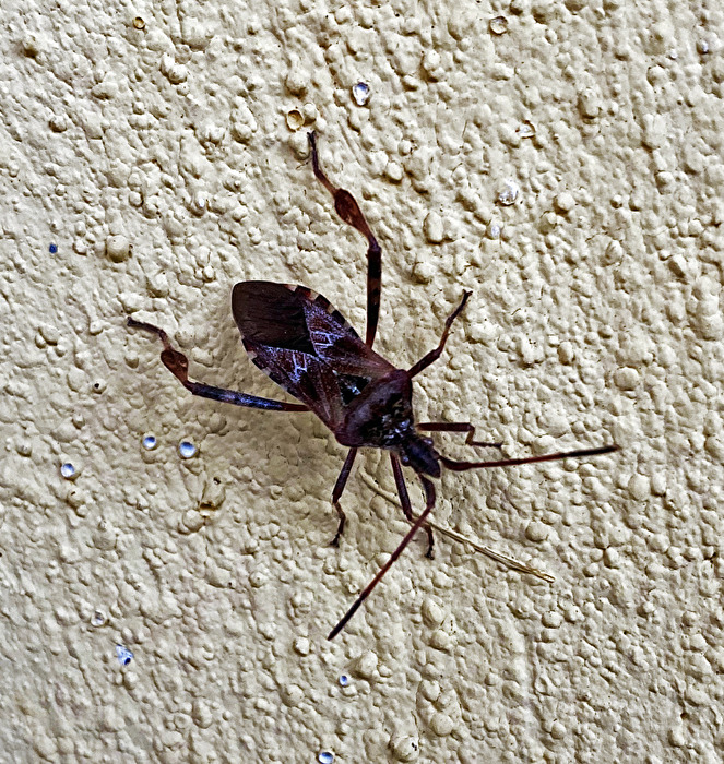 Western Conifer Seed Bug (Leptoglossus occidentalis)