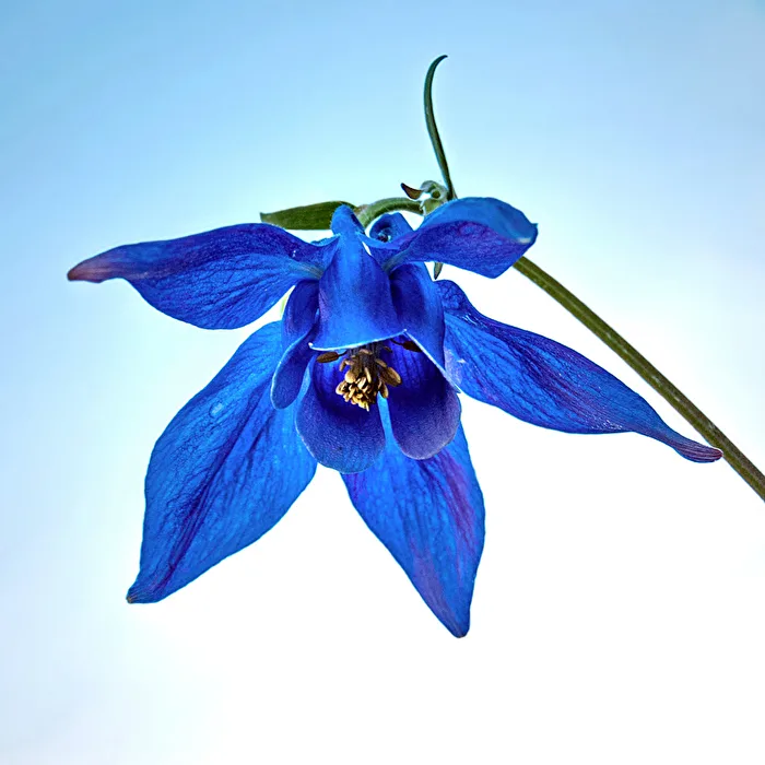 Columbine