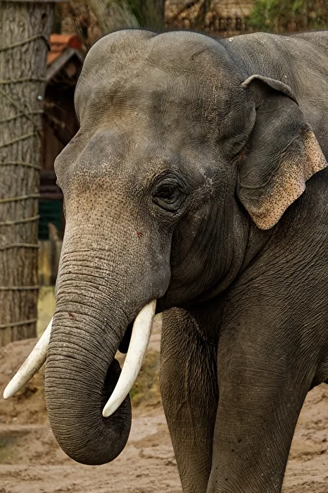 Elefant