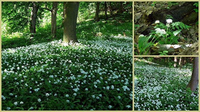 Bärlauchblüte