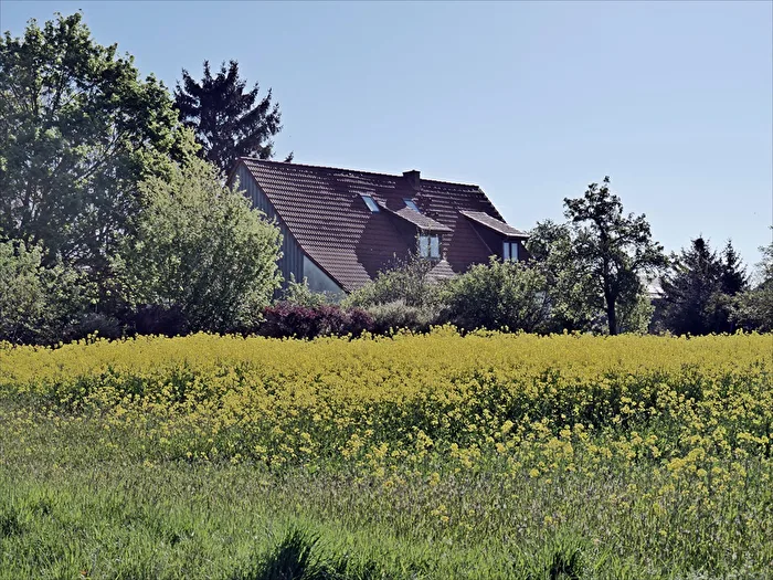Rapsblüte