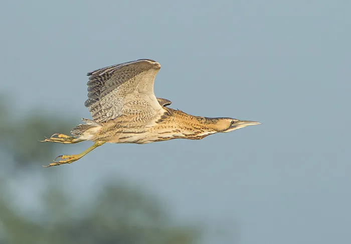 Rohrdommel en vuelo