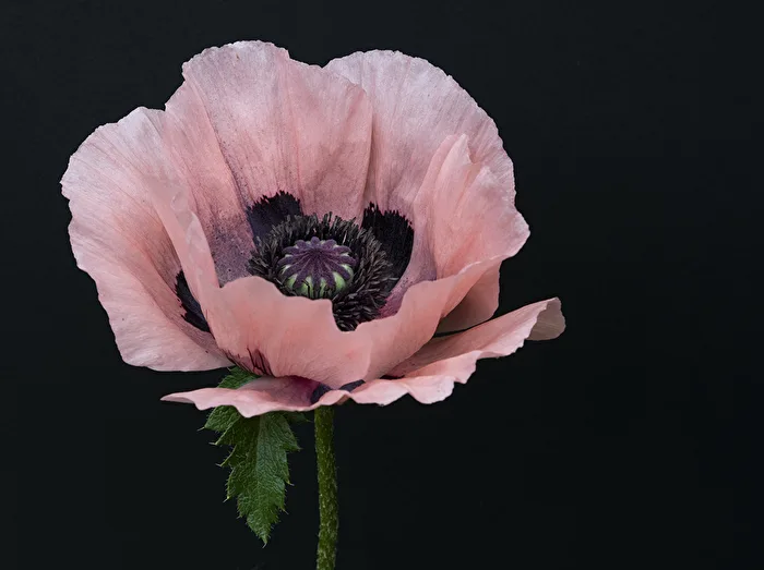 Mohnblüte..