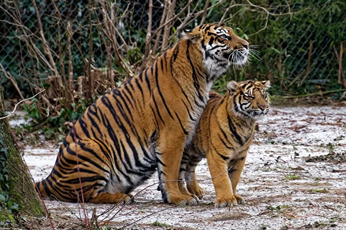 Tiger with young animal