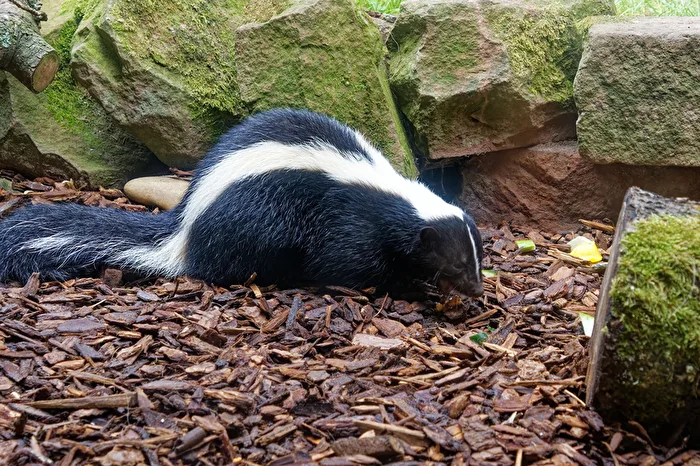 Striped Skunk