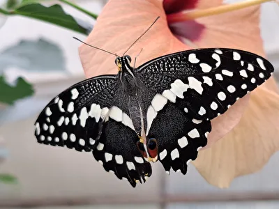 Schmetterling