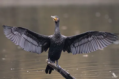 Kormoran