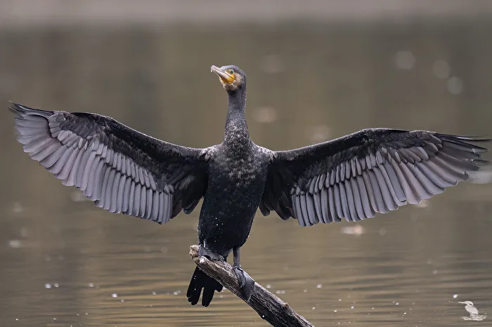 Kormoran
