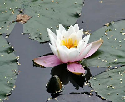 Seerose