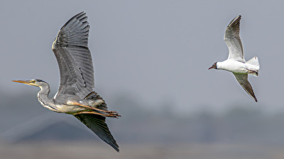 Verfolgungsjagd . . .