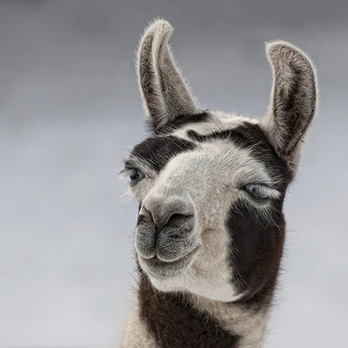 Llama..
