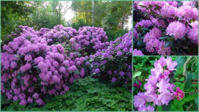 Rhododendron