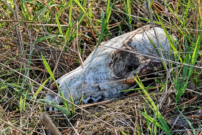 This fox has seen better days