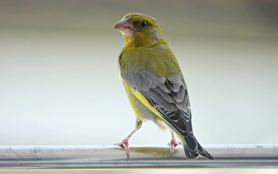 Grünfink Männchen