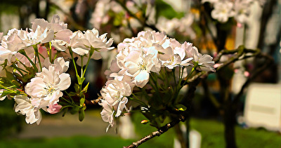Frühling vor der Haustür