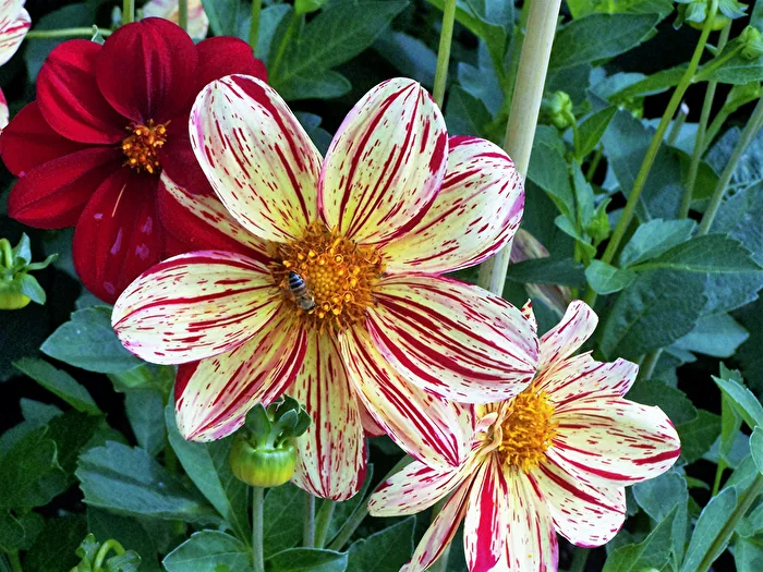ein Besucher in der Blüte