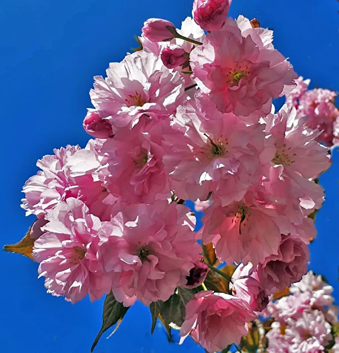 Blüten