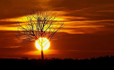 der erleuchtet Baum