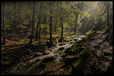 Bayerischer Wald Wald