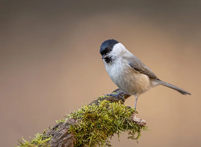 Marsh tit