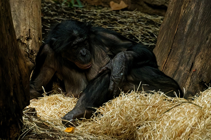 Bonobo