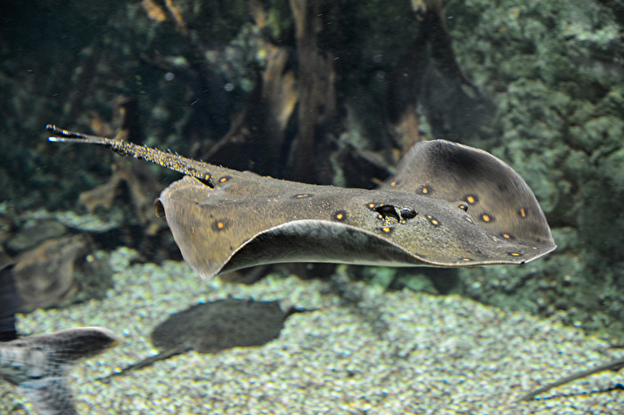 Fisch