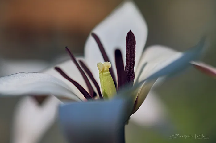 Tulipes