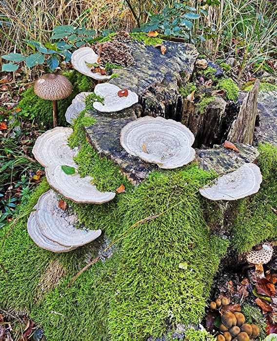 Pilze im Wald
