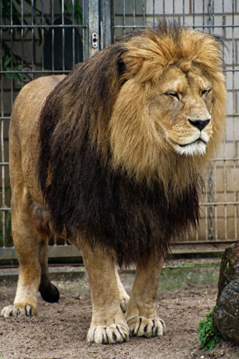 Löwe