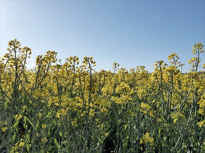 Rapsblüte