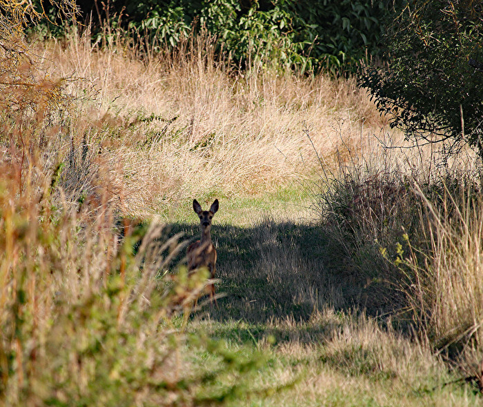 Zufällige Begegnung am Morgen