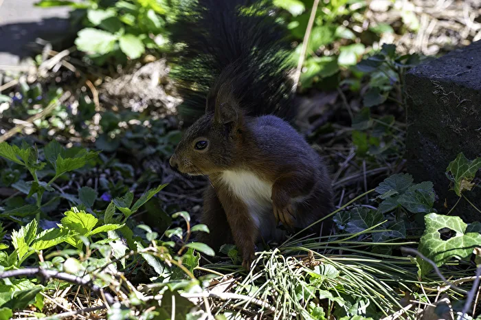 Nochmal ein flinkes Hörnchen