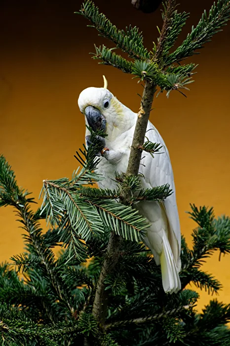 Yellow-cheeked Cockatoo