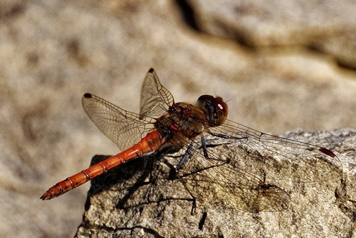 Libelle