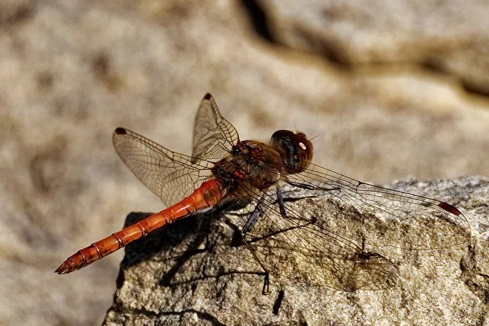 Dragonfly