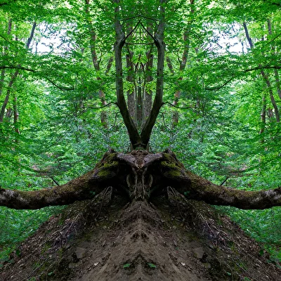 Wald