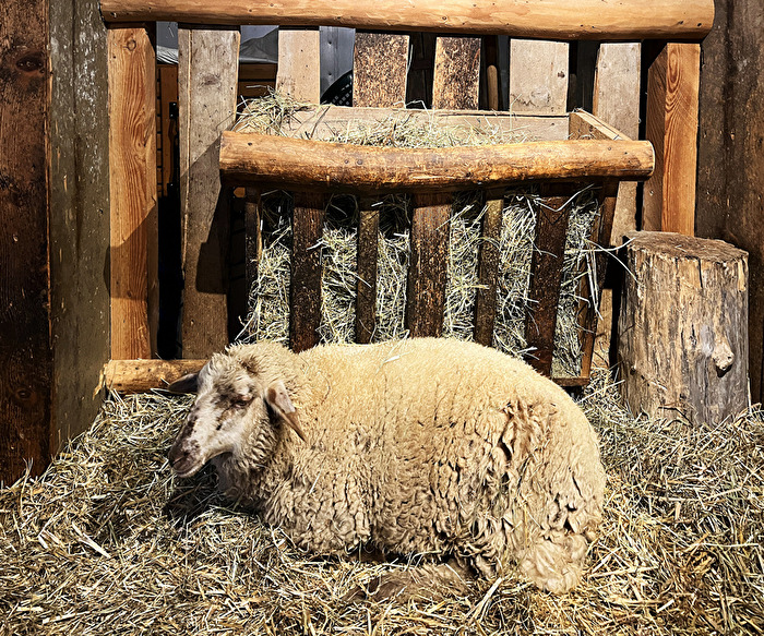 oder Lamm zu Weihnachten?