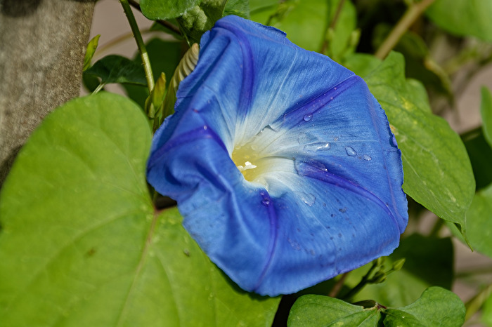Blüte