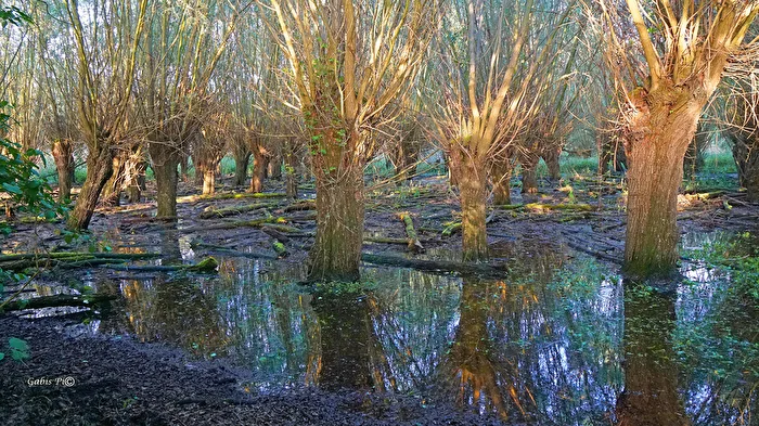Charco