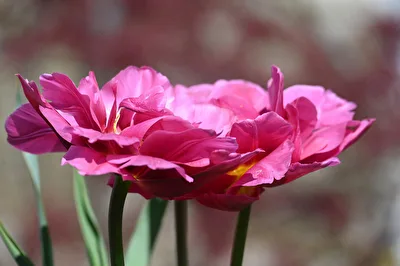 Tulpenblüten