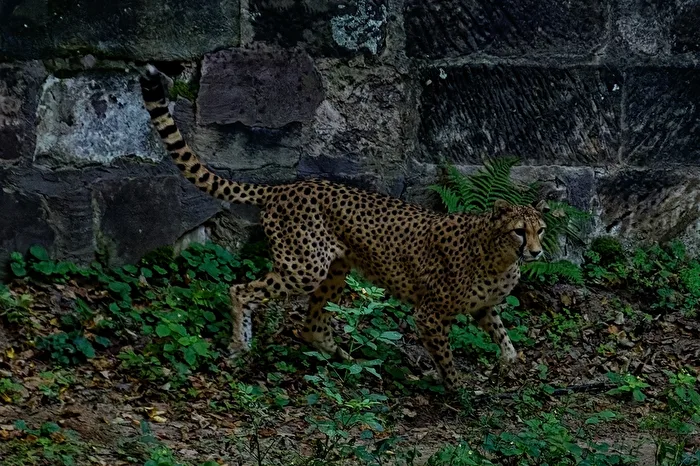 Cheetah