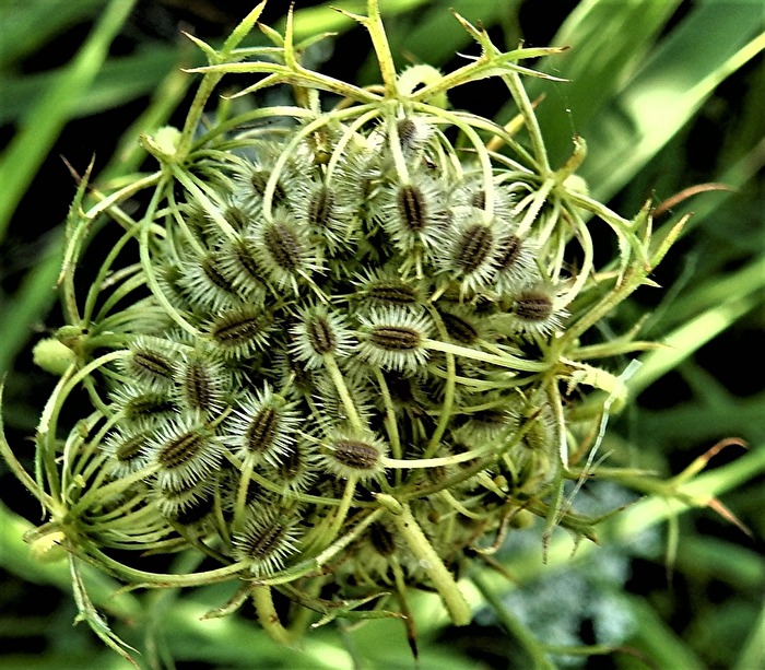 Variante 2/geschnitten