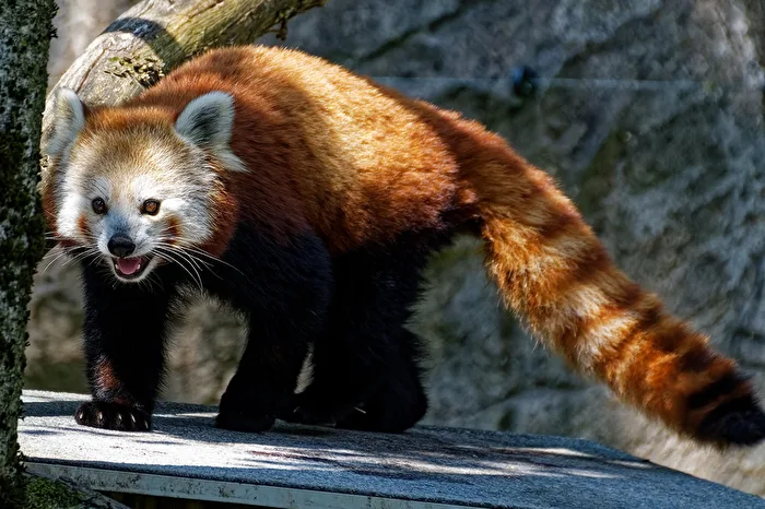 Panda roux (chat-ours)