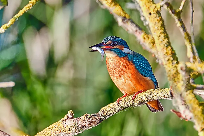 Kingfishers