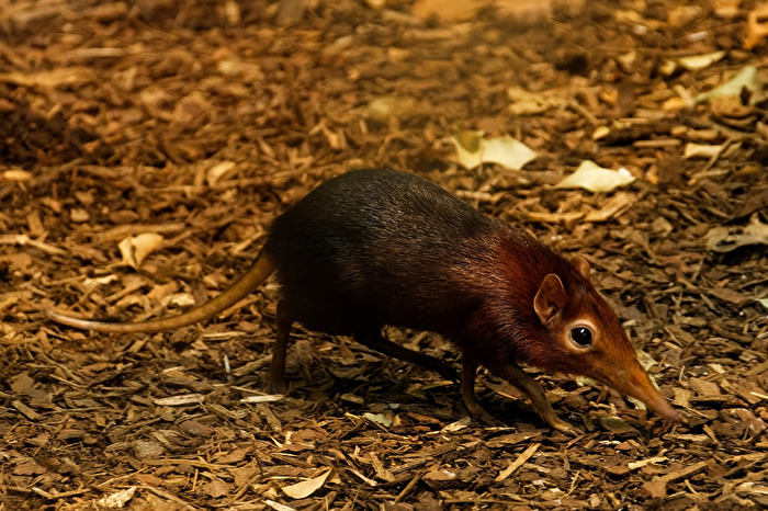 Rotschulter-Rüsselhündchen