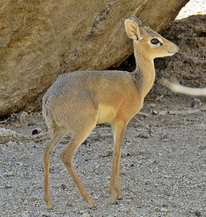 Damara-Dikdik